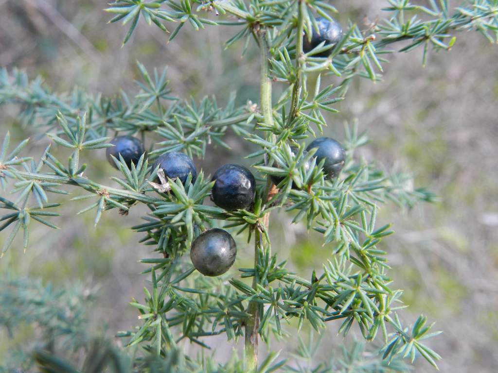 Asparagus acutifolius